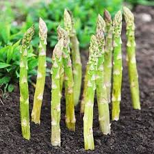 Wild Asparagus Planting Seeds for Lush Growth and Culinary Delights - Seed for Garden Enthusiasts