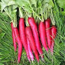 Pink Radish Planting Seeds for Vegetable Gardens