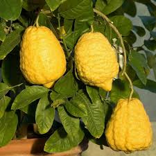 Citron Vegetable Seeds for Your Garden