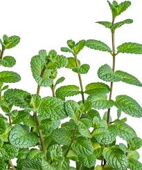 Green Water Mint Seeds for Planting  Perennial Water Garden Herb