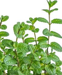 Green Water Mint Seeds for Planting  Perennial Water Garden Herb