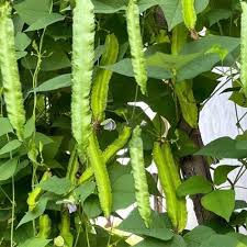 Green Winged Bean Seeds for Easy Planting