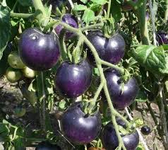 Blue Tomato Vegetable Seeds for Garden Planting