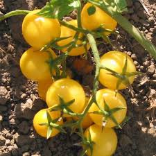 Yellow Cherry Tomato Seeds for Spring Planting