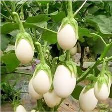 White Eggplant Seeds for Planting  Seed for Flavorful Vegetables in Your Home Garden