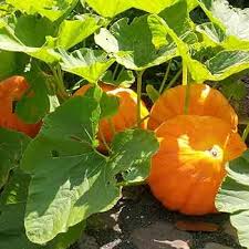 Yellow Pumpkin Vegetable Planting Seeds