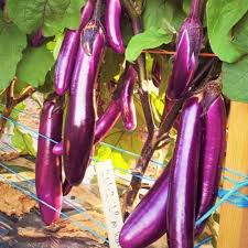 Violet Brinjal Vegetable Seeds for Planting