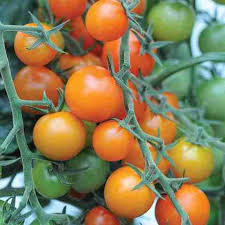 Sungold Tomato Planting Seeds - Grow Delicious Tomatoes