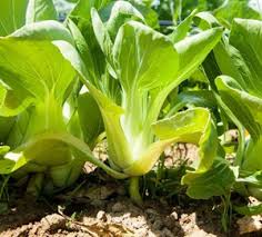 Green Pak Choi Seeds for Vegetable Planting