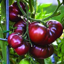 Marron Tomato Seeds for Planting - Premium Vegetable Seeds