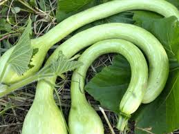Green Trombocino Vegetable Planting Seeds for Your Garden