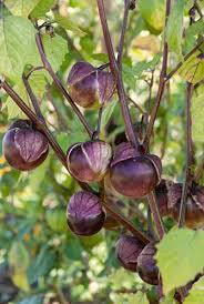 Purple Tomatillo Seeds for Easy Planting