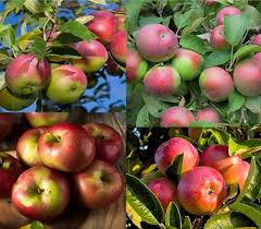 Apple Seed Planting Mix for Home Gardens