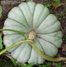 Gray Triamble Pumpkin Seeds for Planting