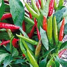 Transform Your Garden with Thai Dragon Peppers - Seeds for Authentic Spice