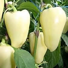 Ungarische Weisse Vegetable Seeds: Premium Quality for Your Garden
