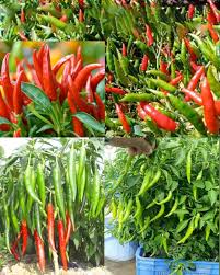 Red and Green Chili Vegetable Planting Seeds