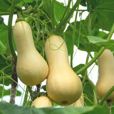 Yellow Butternut Vegetable Seeds Planting