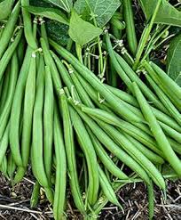 White Bean Planting Seeds for Your Garden
