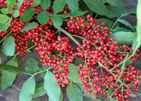 Terebinthifolius Seeds for Planting | Mixed Varieties