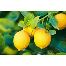 Yellow Citron Citrus Seeds for Easy Planting