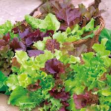 Mixed Gourmet Vegetable Planting Seeds