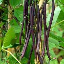 Purple Stallard Bean Vegetable Seeds for Planting