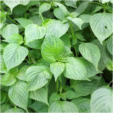 Perilla Seeds for Vegetable Garden Planting