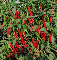 Red and Green Chili Vegetable Planting Seeds