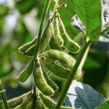 Green Soybean Vegetable Seeds  Perfect for Home Planting