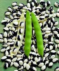 Black White Orka Beans  Planting Seeds for Your Vegetable Garden