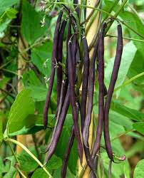Black Bean Planting Seeds for Vegetable Gardens