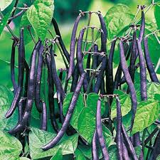 Purple Stallard Bean Vegetable Seeds for Planting