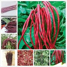 Maroon Yardlong Bean Seeds for Planting