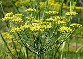 Anise Flower Planting Seeds for Home Gardens