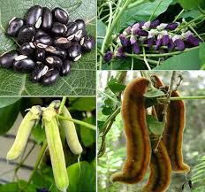 Mucuna Vegetable Seeds for Planting