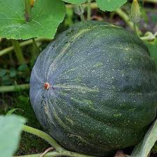 Green Hubbard Vegetable Seeds for Planting