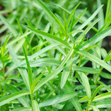 Green Tarragon Seeds for Planting
