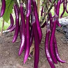 Planting Seeds: Aubergine Vegetable Collection