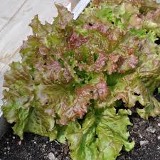 Green Brown Prizehead Vegetable Seeds for Planting