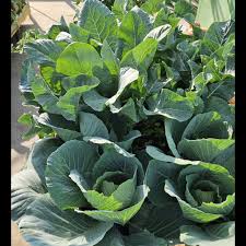 Green Collard Vegetable Seeds for Planting