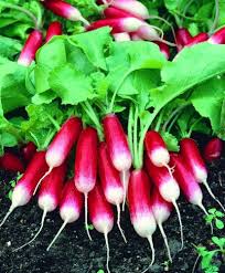 Radish Seeds for Planting - Vegetable Seeds