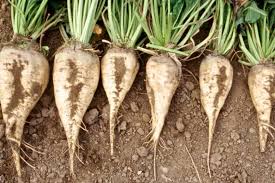 White Sugar Beet Seeds for Vegetable Planting
