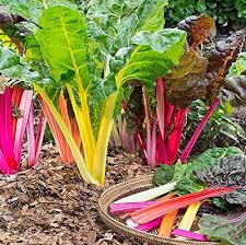Mixed Swiss Vegetable Seeds for Your Garden