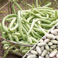 White Mogettes Beans Planting Seeds for Vegetables
