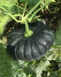 Black Pumpkin Vegetable Seeds for Planting