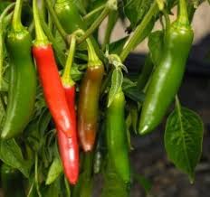 Mixed Serrano Chili Seeds for Home Gardening