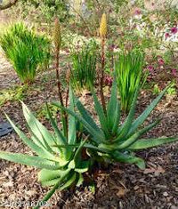 Edible Aloe Vera Plant Seeds for Easy Planting  Grow Fresh Aloe at Home