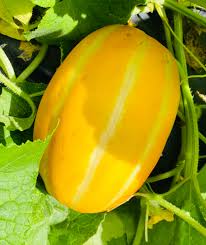 Gold Neungju Vegetable Seeds for Planting