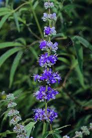 Vitex Agnus-Castus Plant Seeds for Thriving Herbal Shrub Ideal for Planting Gardens, Yards, or Landscapes